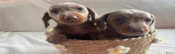 Miniature Dachshund dogs for sale: Miniature dachshund  - Advert 9