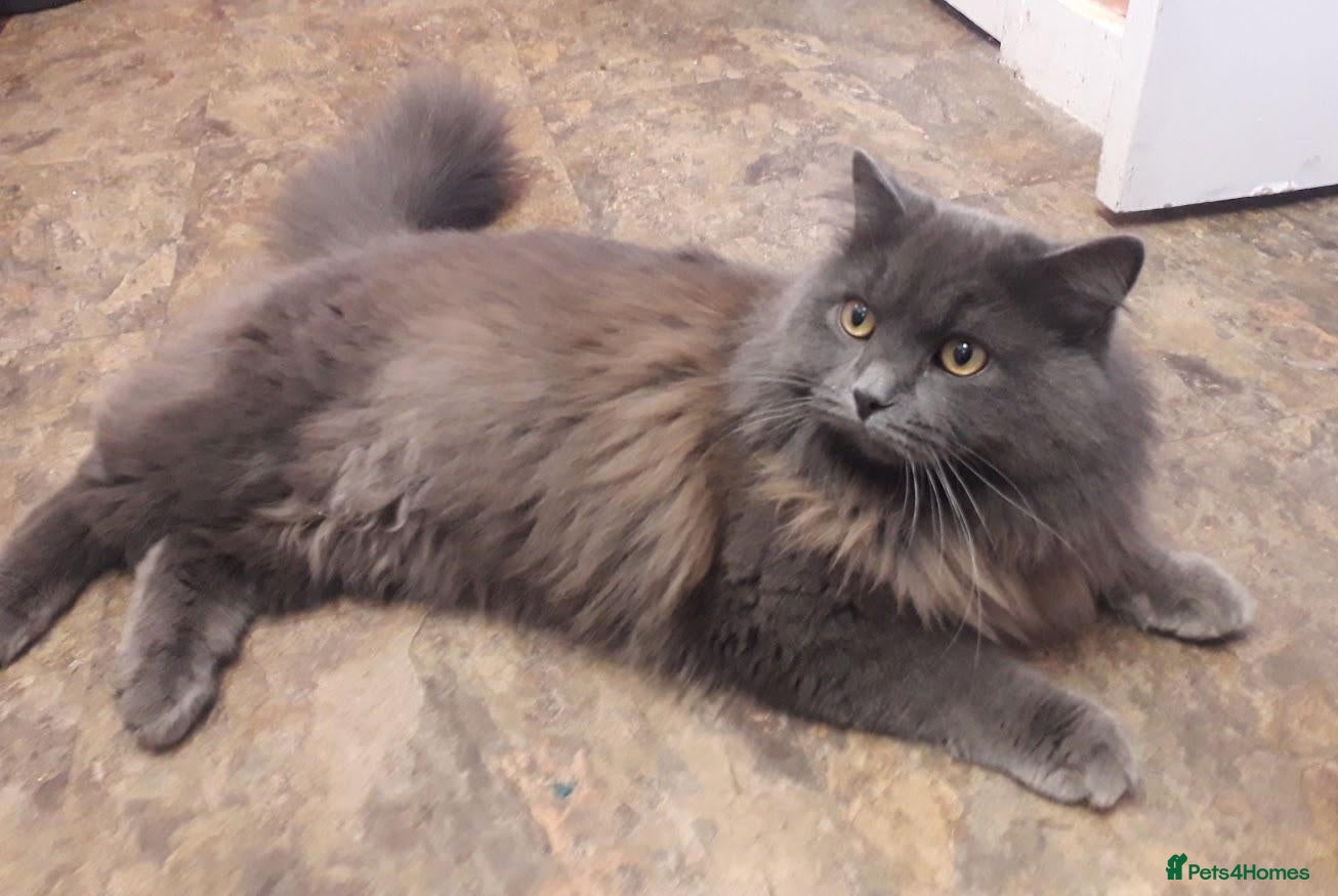 British Longhair cats GORGEOUS FULL BRITISH LONG HAIR! - Advert 1