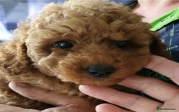 Toy Poodle dogs for sale: KC Toy Poodles, health tested, champion bloodline - Image 14