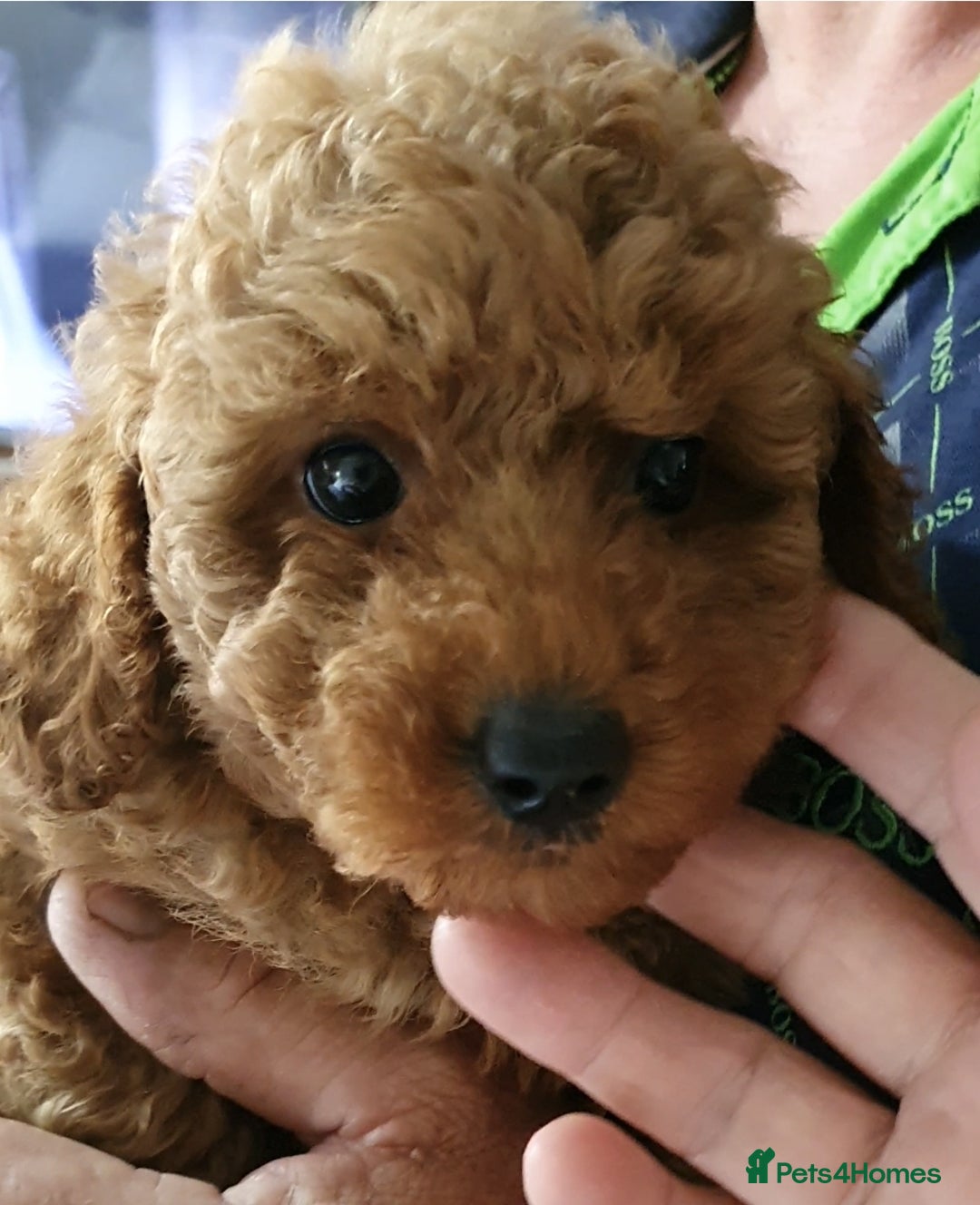 Toy Poodle dogs for sale: KC Toy Poodles, health tested, champion bloodline - Image 14