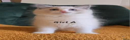 Ragdoll cats for sale: Show quality kittens ready 22nd - Advert 9