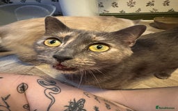 Mixed Breed cats for sale: Ragdoll X Russian Blue X - Image 6