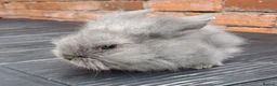 Mixed Breed rabbits for sale: Baby Bunnies - Advert 7