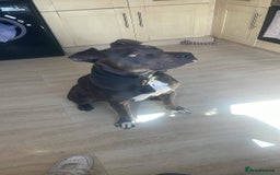 Mixed Breed dogs for sale: Cane Corso Cross Staffy - Image 1