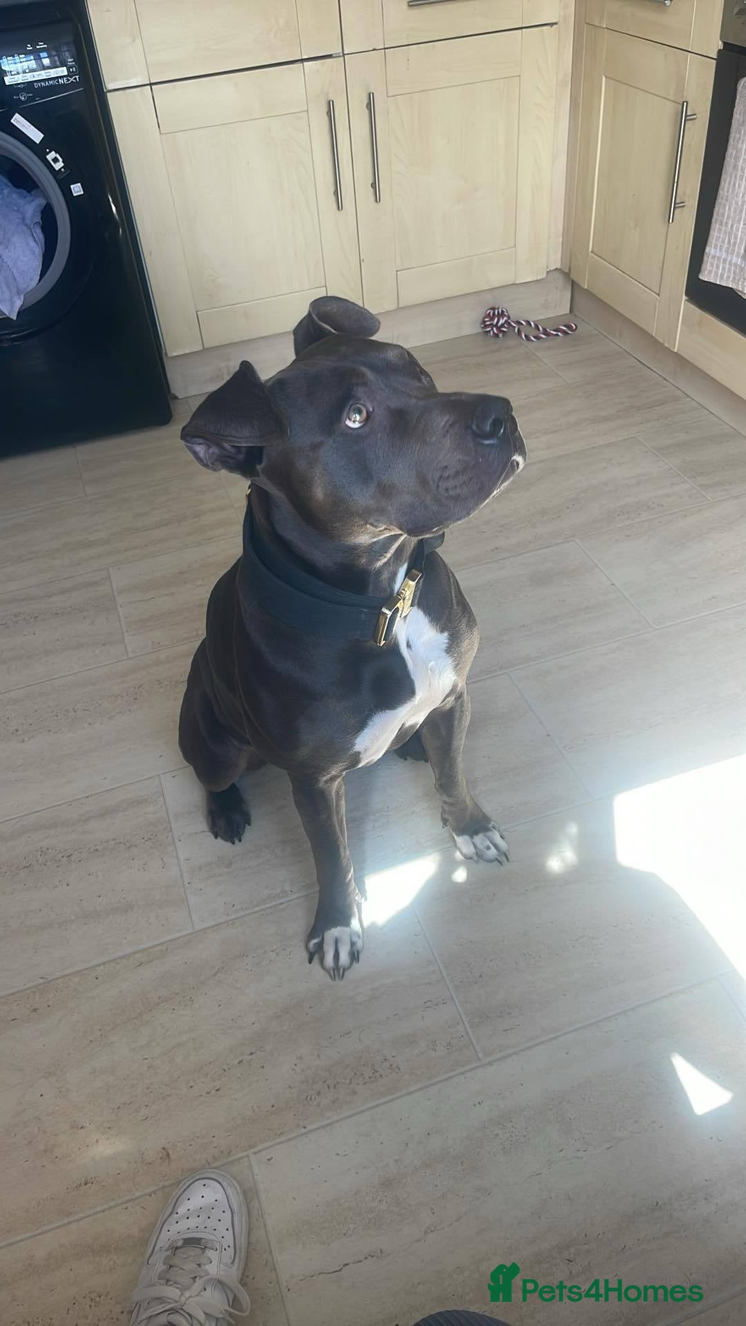 Mixed Breed dogs for sale: Cane Corso Cross Staffy - Image 1