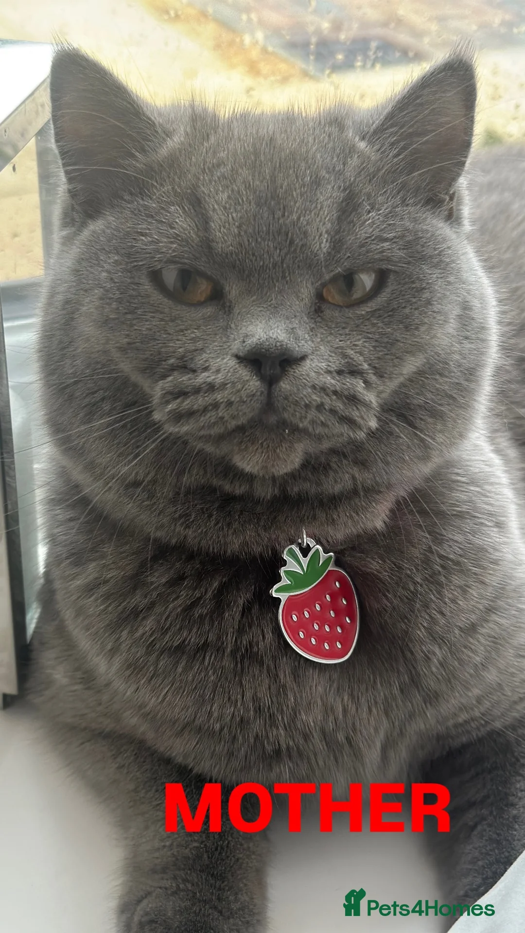 Russian Blue cats for sale: Russian Blue Kittens  - Advert 2