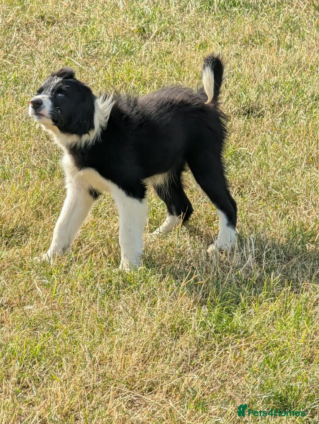 Border Collie dogs for sale: Paddy rough coated isds registered pup - Advert 6