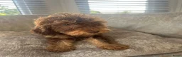 Cockapoo dogs for sale: Teddy bear cockapoos  - Advert 8