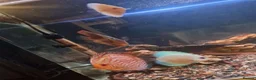Discus fish for sale: Discus  in Manchester - Advert 3