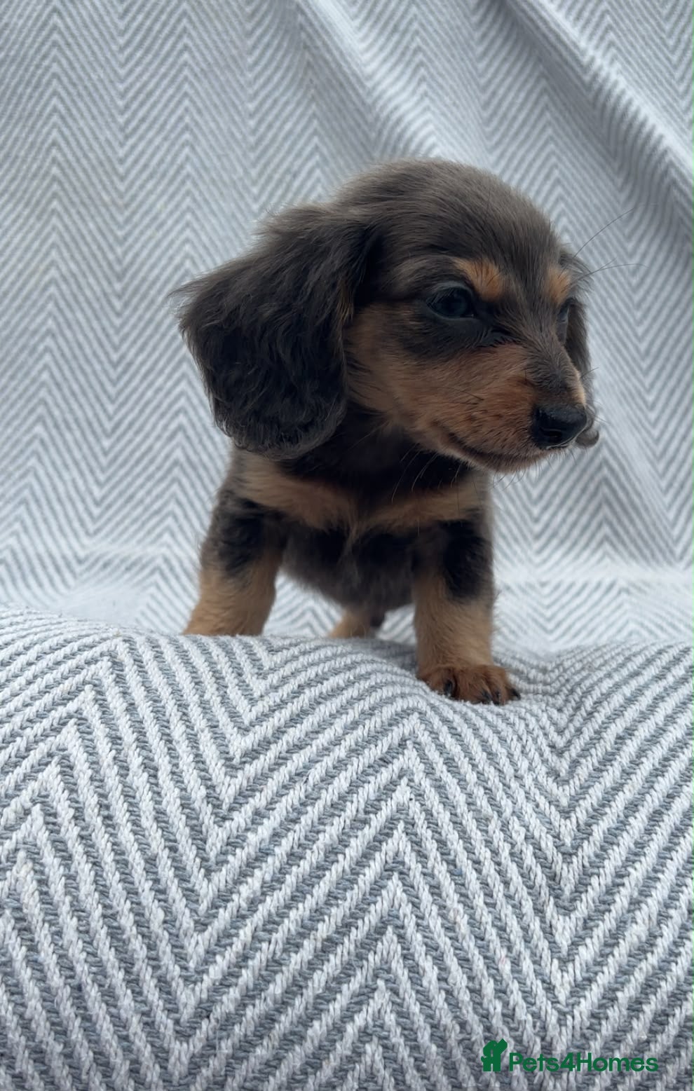 Miniature Dachshund dogs Mini dachshunds  - Advert 4