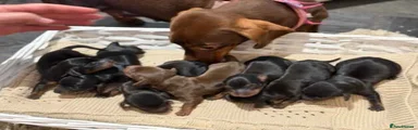Miniature Dachshund 1