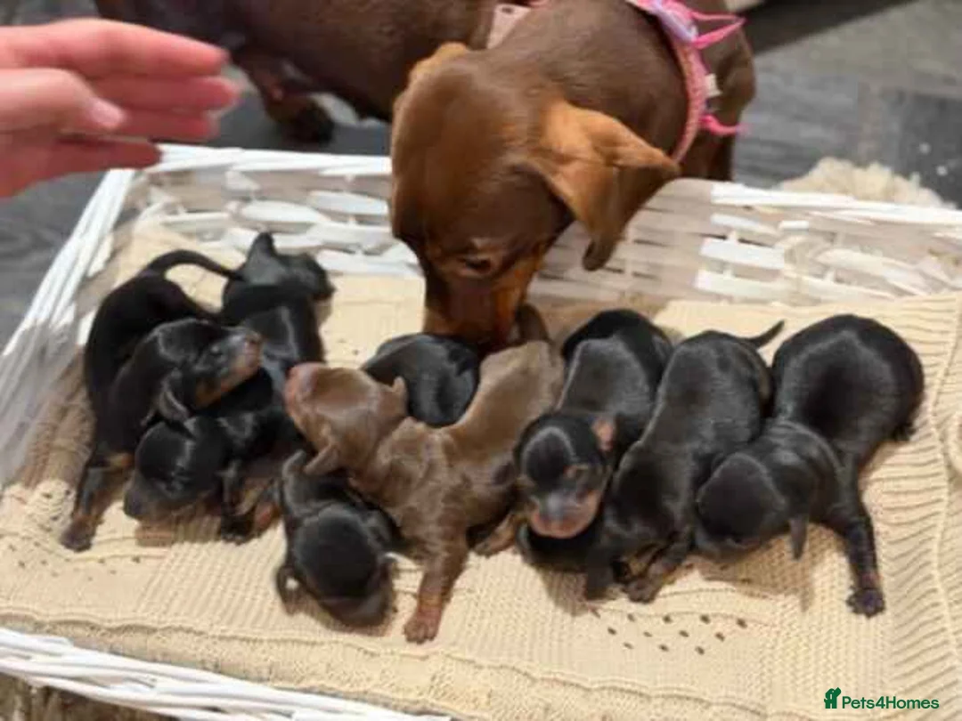 Miniature Dachshund dogs for sale: Miniature dachshund  - Advert 9