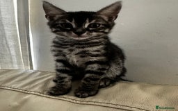 Bengal cats for sale: Stunning Silver & Charcoal Bengal Boys & Girls! - Image 7