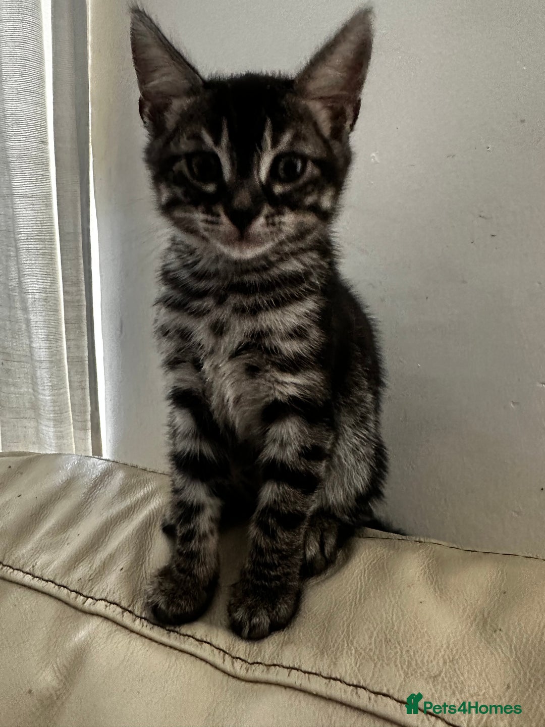 Bengal cats for sale: Stunning Silver & Charcoal Bengal Boys & Girls! - Image 7