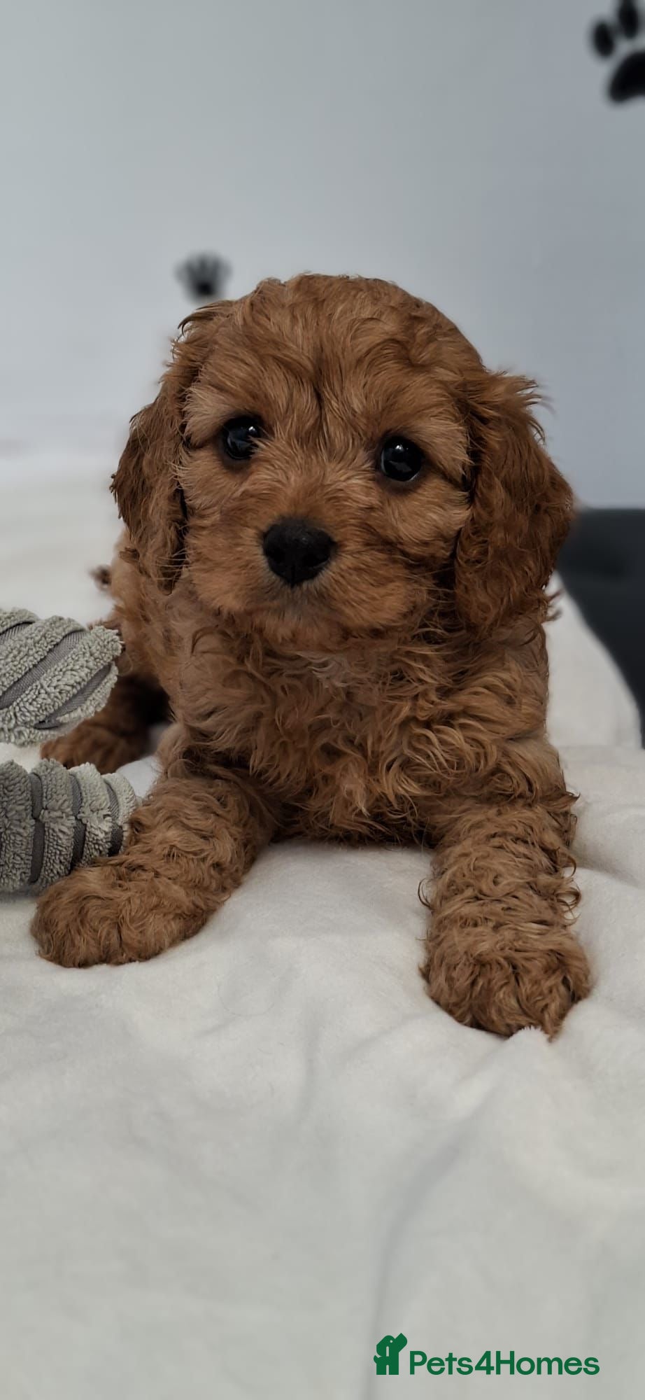 Cavapoo dogs Stunning Apricot/Red Cavapoo Puppies Available ♥️ - Advert 1