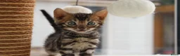 Bengal cats for sale: CUTE BROWN BENGAL MALE KITTENS - Advert 8