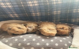 Guinea Pig rodents for sale: Lots of lovely baby guinea pigs for sale in Lytham Saint Annes - Image 26