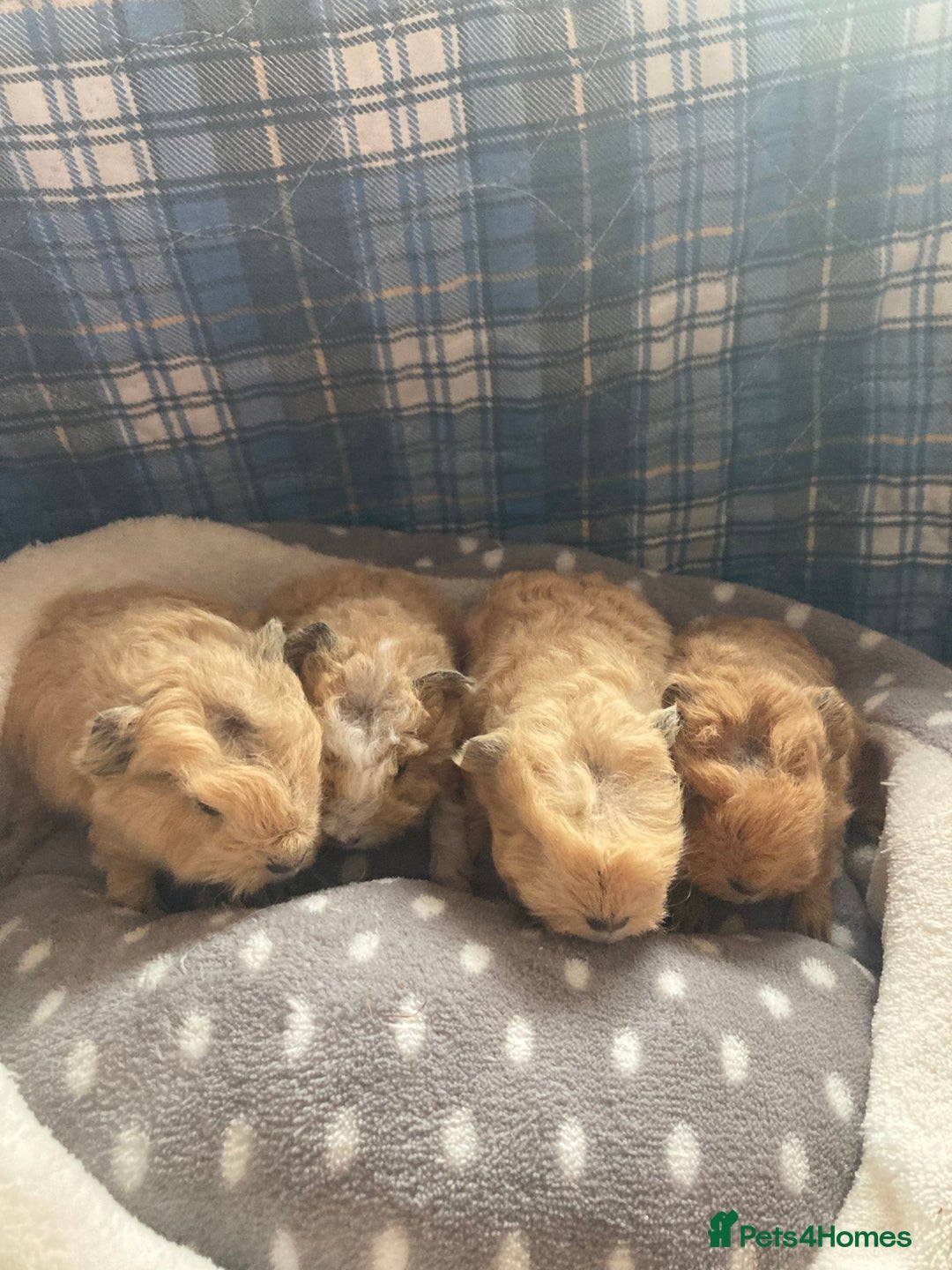 Guinea Pig rodents for sale: Lots of lovely baby guinea pigs for sale in Lytham Saint Annes - Image 26