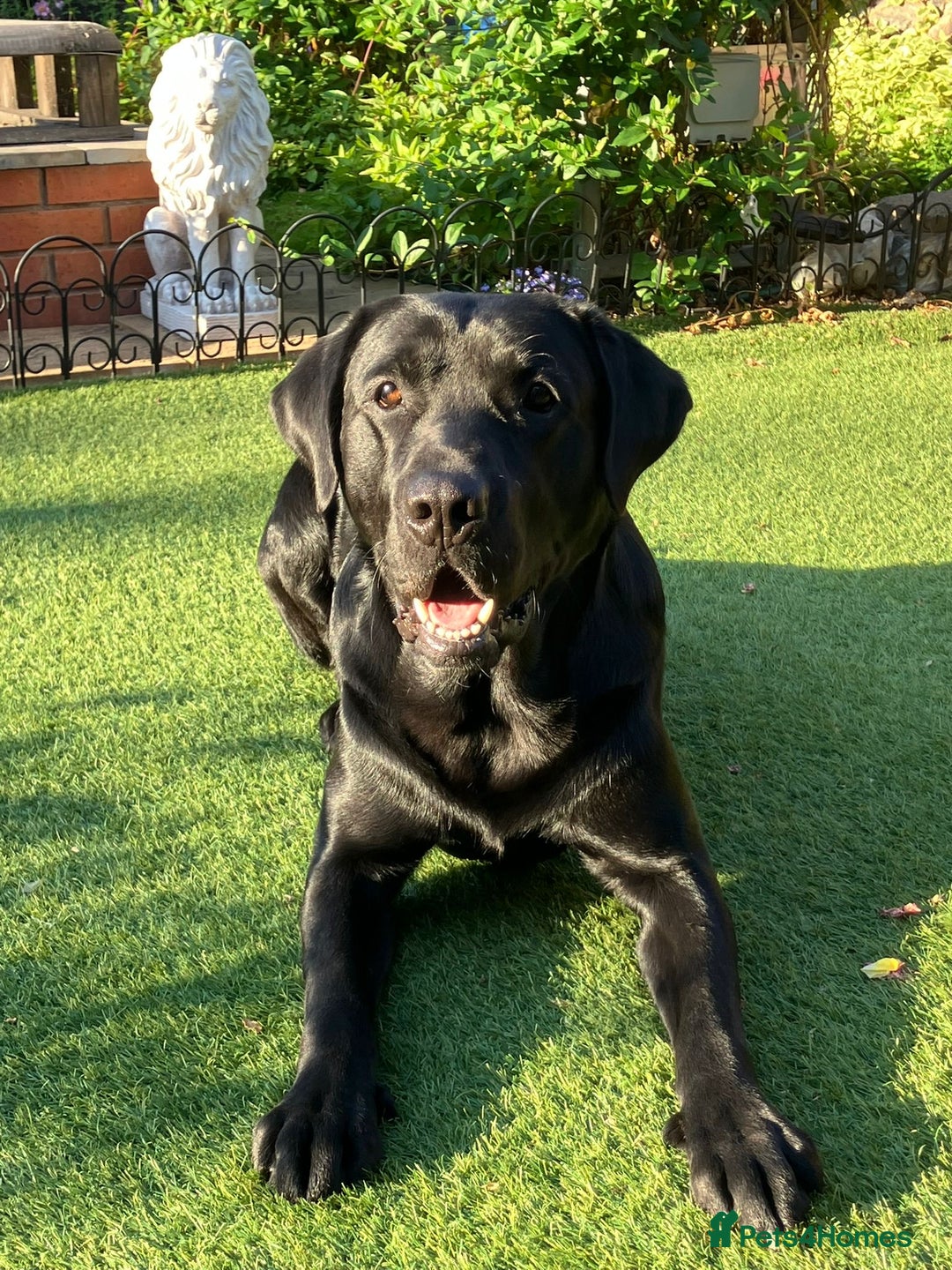 Labrador Retriever dogs for stud: Kenzduo Blackout (Tyson) - Advert 5