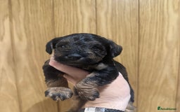 Schnoodle dogs for sale: LAST OUTSTANDING GIRL TOY SCHNOODLES DNA 🧬 CLEAR! - Image 11