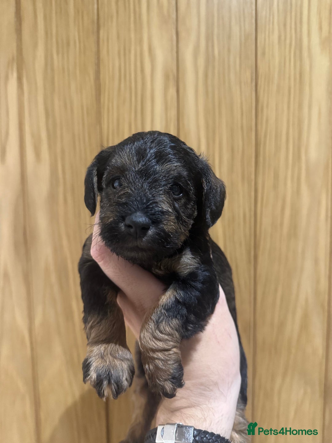 Schnoodle dogs for sale: LAST OUTSTANDING GIRL TOY SCHNOODLES DNA 🧬 CLEAR! - Image 11