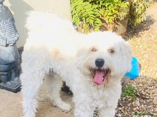 Maltipoo dogs 💙COMPANION OR FAMILY PET ~F1 MALTIPOO BOY 💙 - Advert 17
