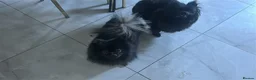 Pomeranian dogs for sale: Toy Pomeranian  - Advert 2