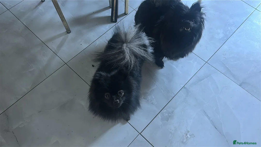 Pomeranian dogs for sale: Toy Pomeranian  - Advert 2