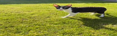 Cornish Rex 2