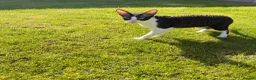 Cornish Rex cats for sale: 2 beautiful Cornish Rex boys - Advert 21
