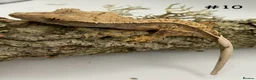 Gecko reptiles for sale: Adult + Juvenile Crested Geckos inc. Lilly Whites - Advert 20