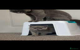 British Shorthair cats for sale: Stunning GCCF registered British shorthair kittens - Image 5