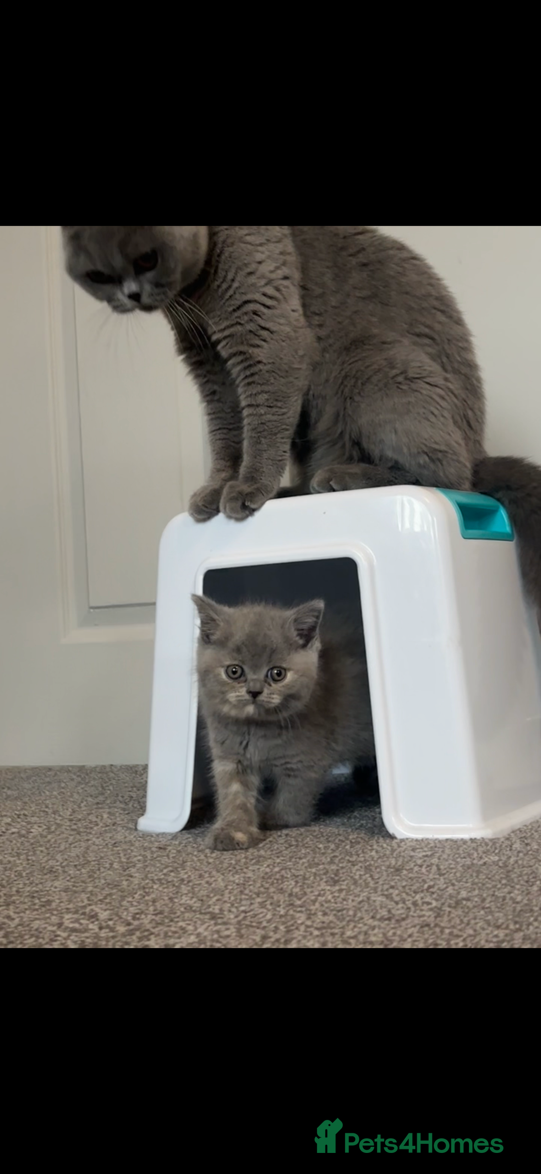 British Shorthair cats for sale: Stunning GCCF registered British shorthair kittens - Image 5