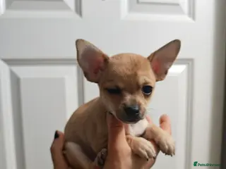 Chihuahua dogs Chihuahua pups - Advert 4