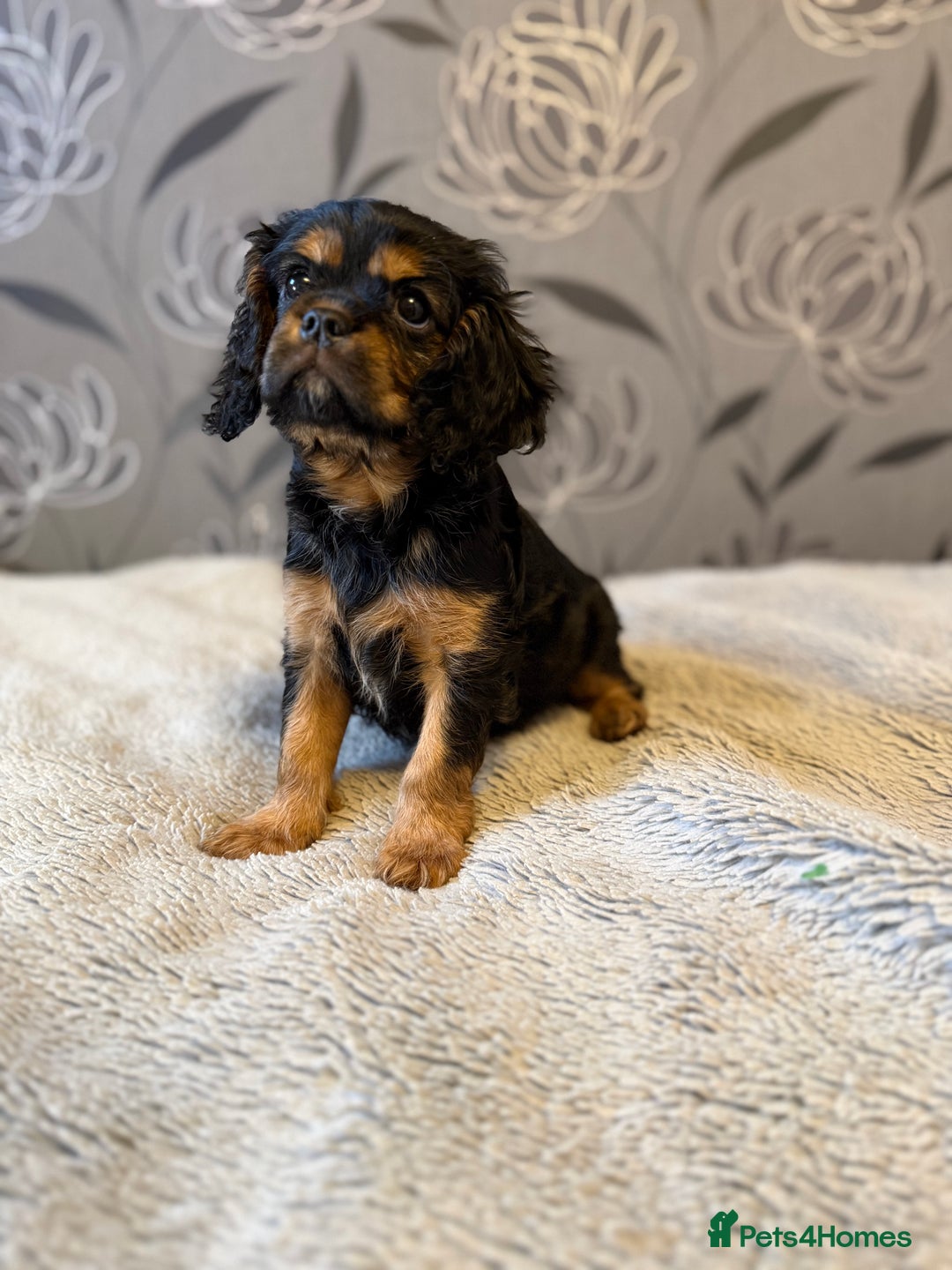 Cavalier King Charles Spaniel dogs for sale: Cavalier King Charles Spaniel - Advert 1