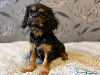 Cavalier King Charles Spaniel dogs Cavalier King Charles Spaniel - Advert 7