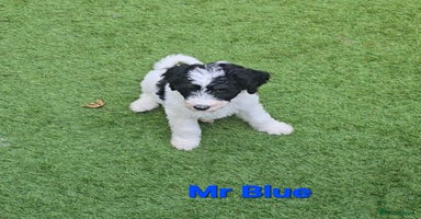 Sheepadoodle dogs Gorgeous Sheepadoodle litter - Advert 8