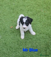 Sheepadoodle dogs Gorgeous Sheepadoodle litter - Advert 1