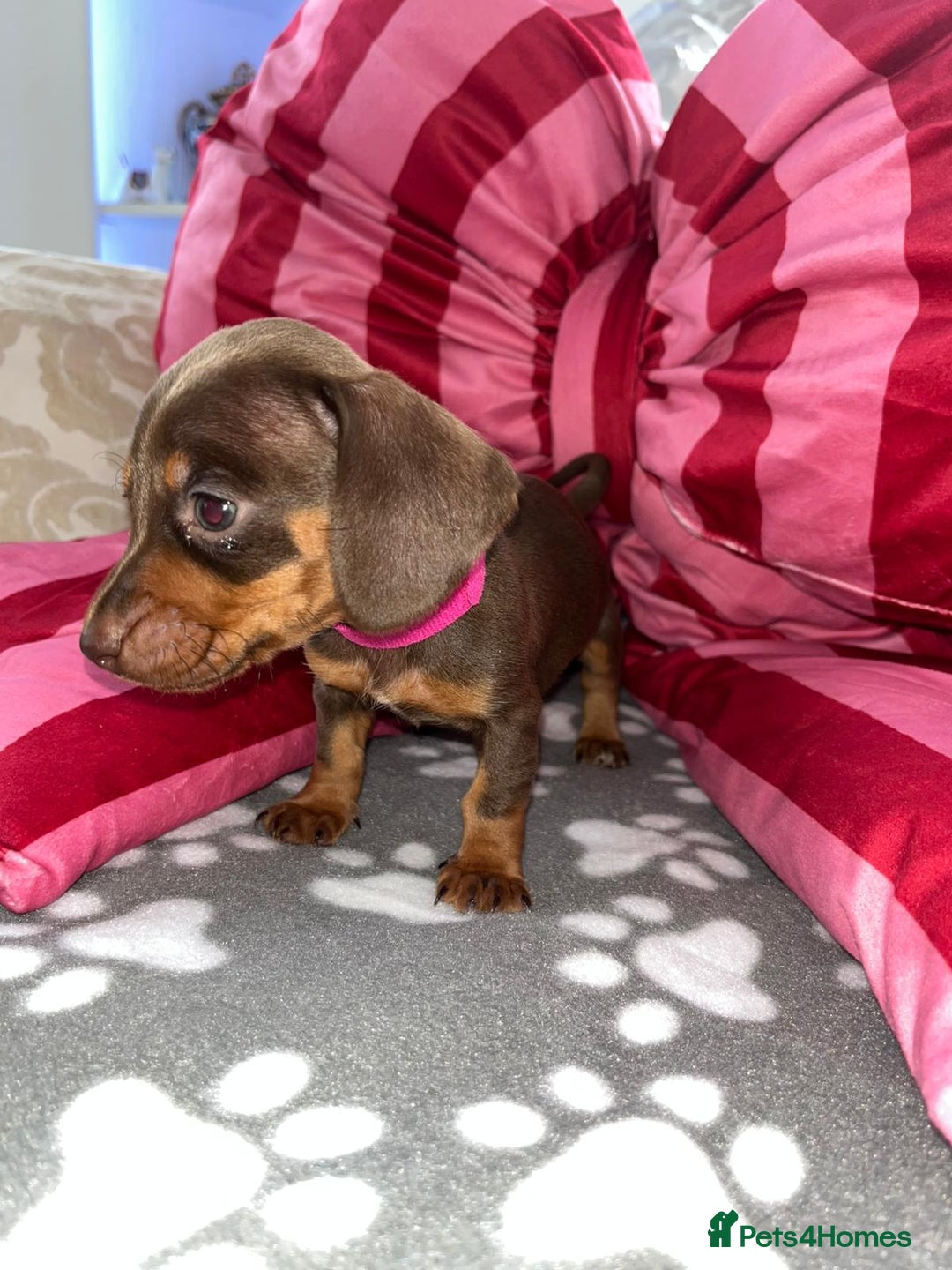 Dachshund dogs for sale: Dachshund puppies  - Image 17