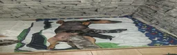 Dachshund dogs for sale: Miniature Dachshunds  - Advert 10