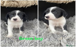 Sprollie dogs for sale: 🩶Beautiful sprollie puppies🩶  - Image 11