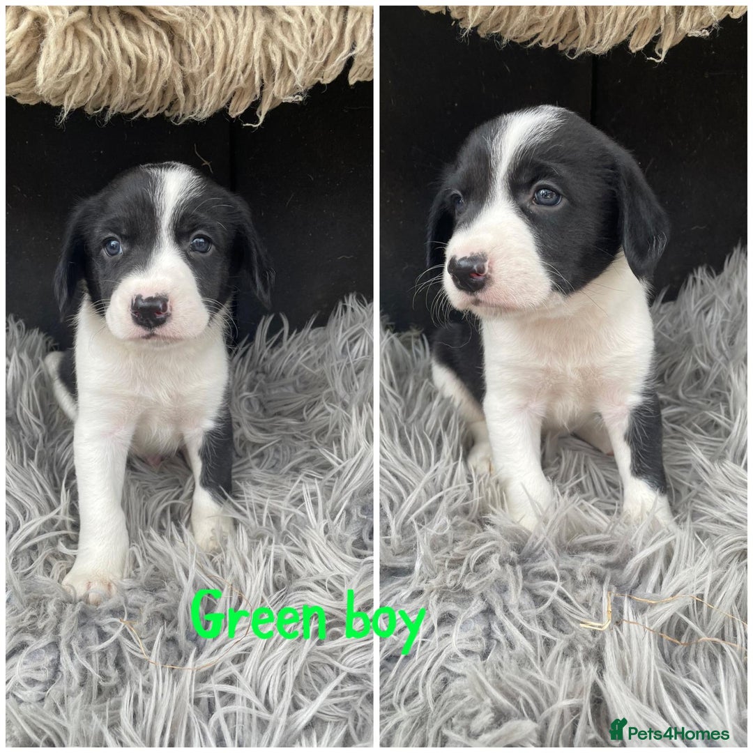 Sprollie dogs for sale: 🩶Beautiful sprollie puppies🩶  - Image 11