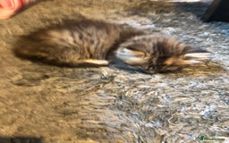 Persian cats for sale: 1/2 persian kitten - Image 3