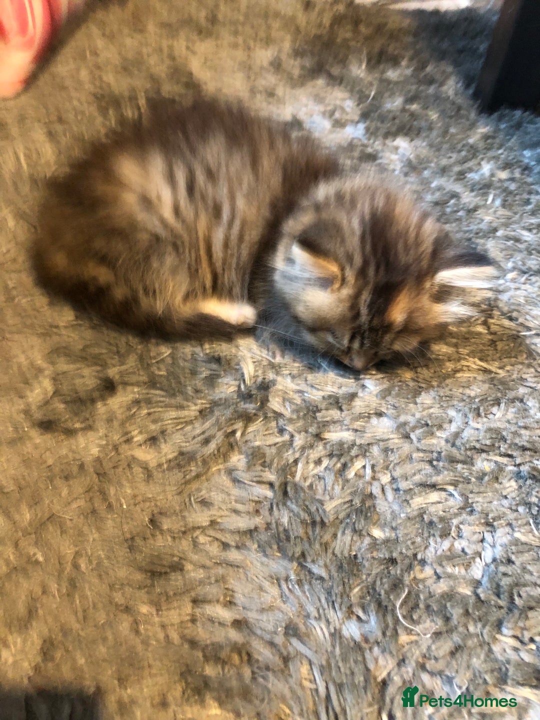 Persian cats for sale: 1/2 persian kitten - Image 3