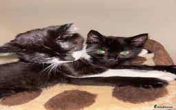 Mixed Breed cats for sale: Kittens - Image 2