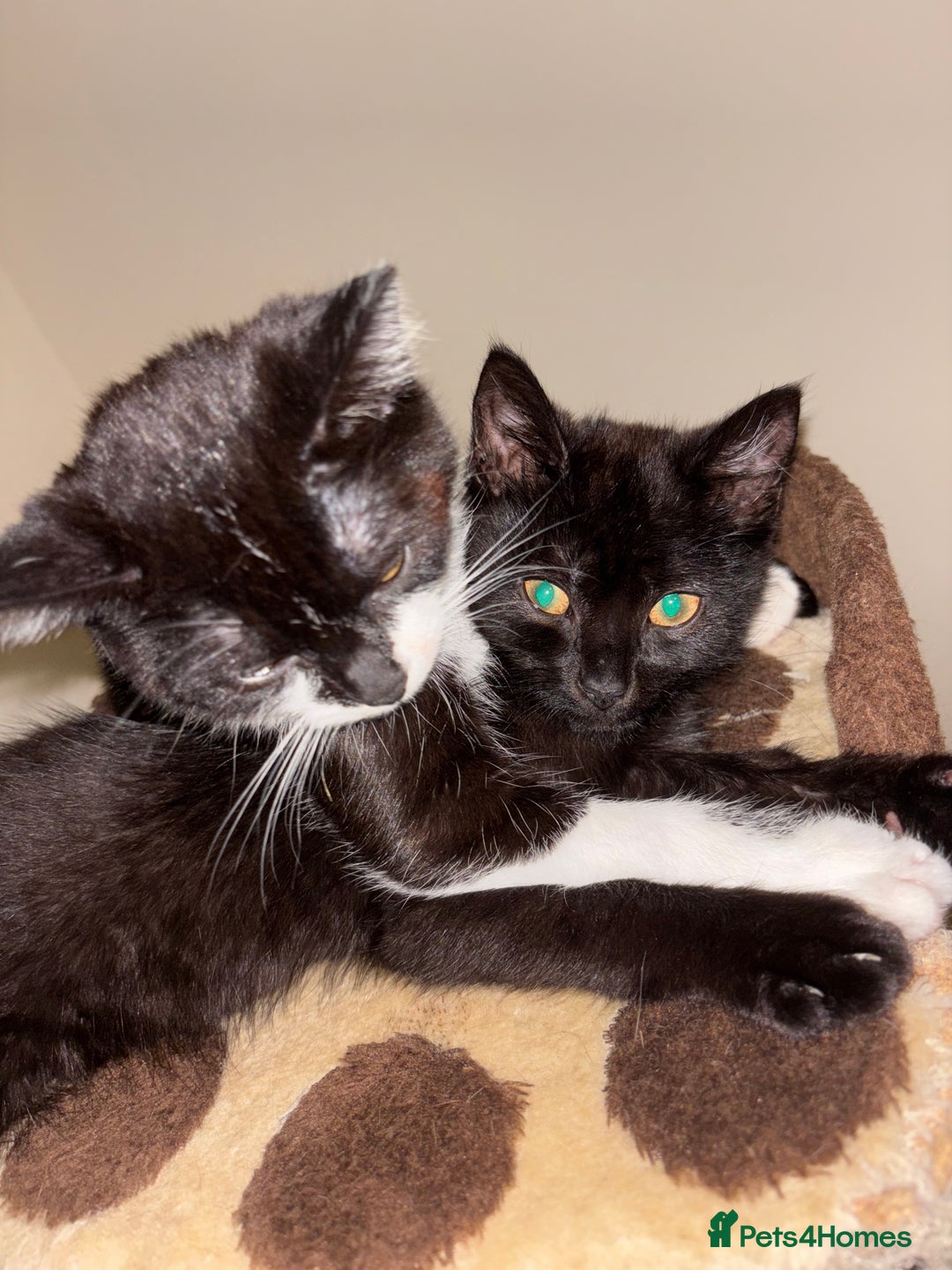 Mixed Breed cats for sale: Kittens - Image 2