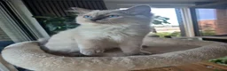 Ragdoll cats for sale: 4 beautiful Ragdolls left  - Advert 5