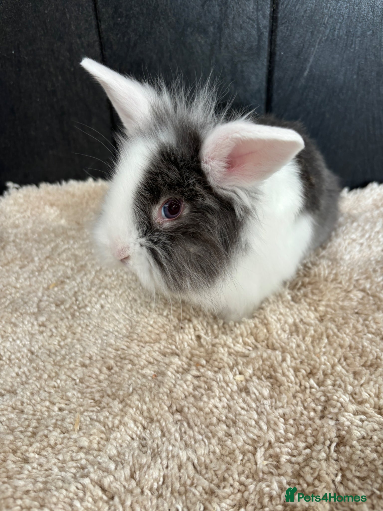 Mini Lop rabbits Stunning bunnies  - Advert 1