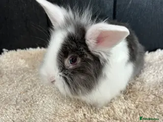 Mini Lop rabbits Stunning bunnies - Advert 1