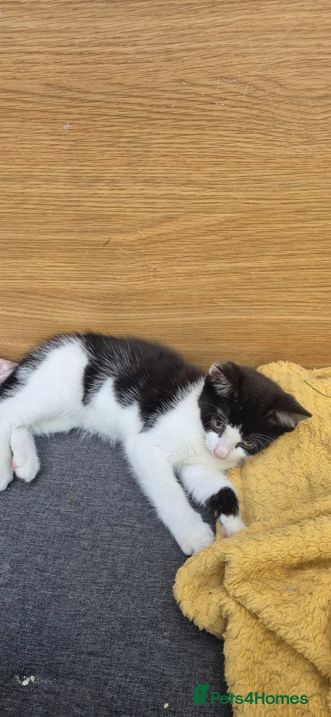 Mixed Breed cats for sale: Gorgeous kittens in Leigh-on-Sea - Advert 11